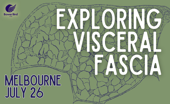 Exploring Visceral Fascia
